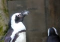 African Penguin at Vancouver Acquarium, BC